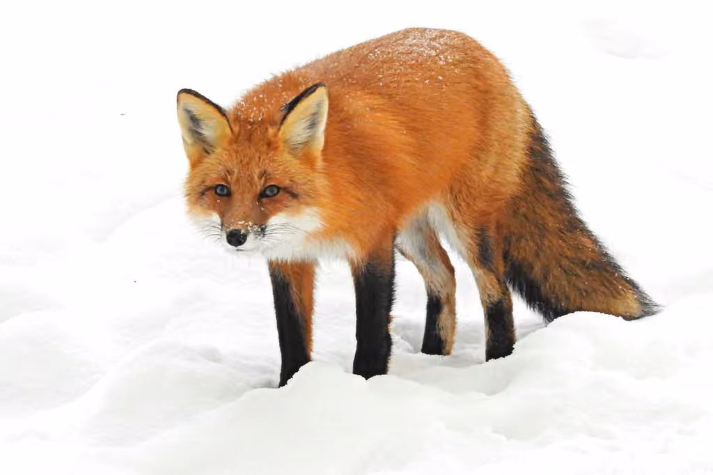 Renard roux, photo 1 sur 5