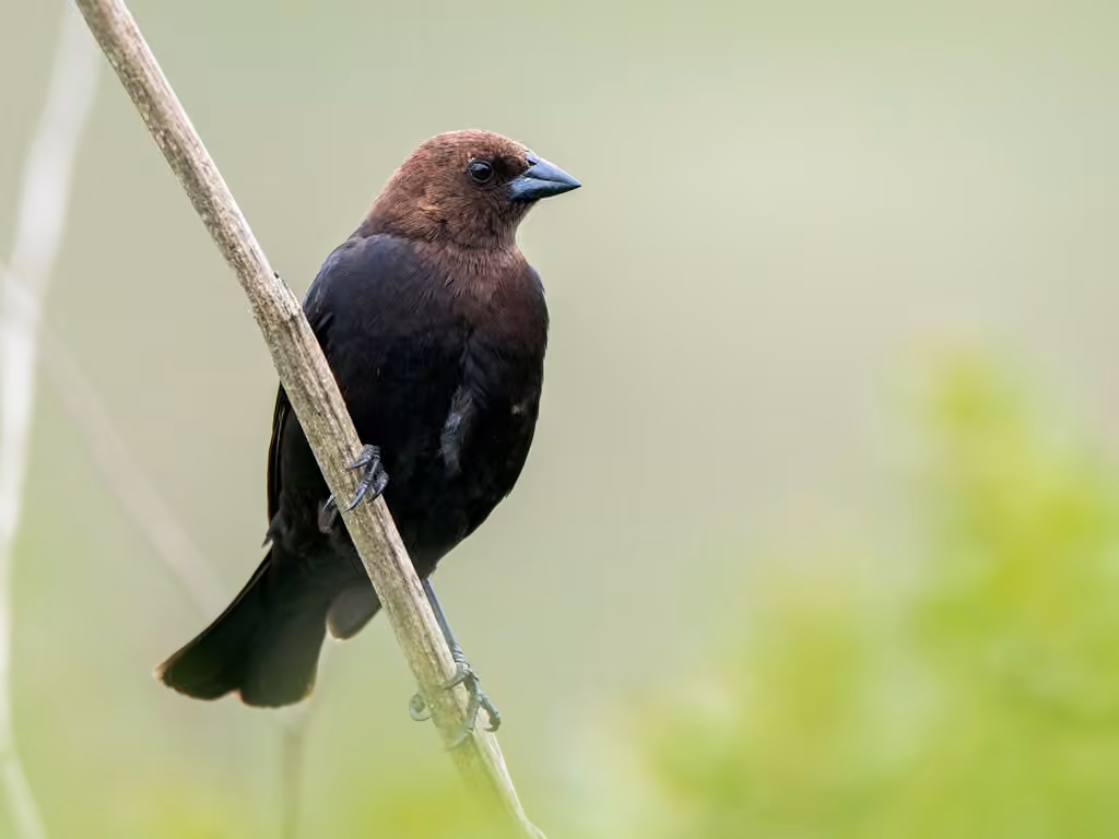 Vacher à tête brune