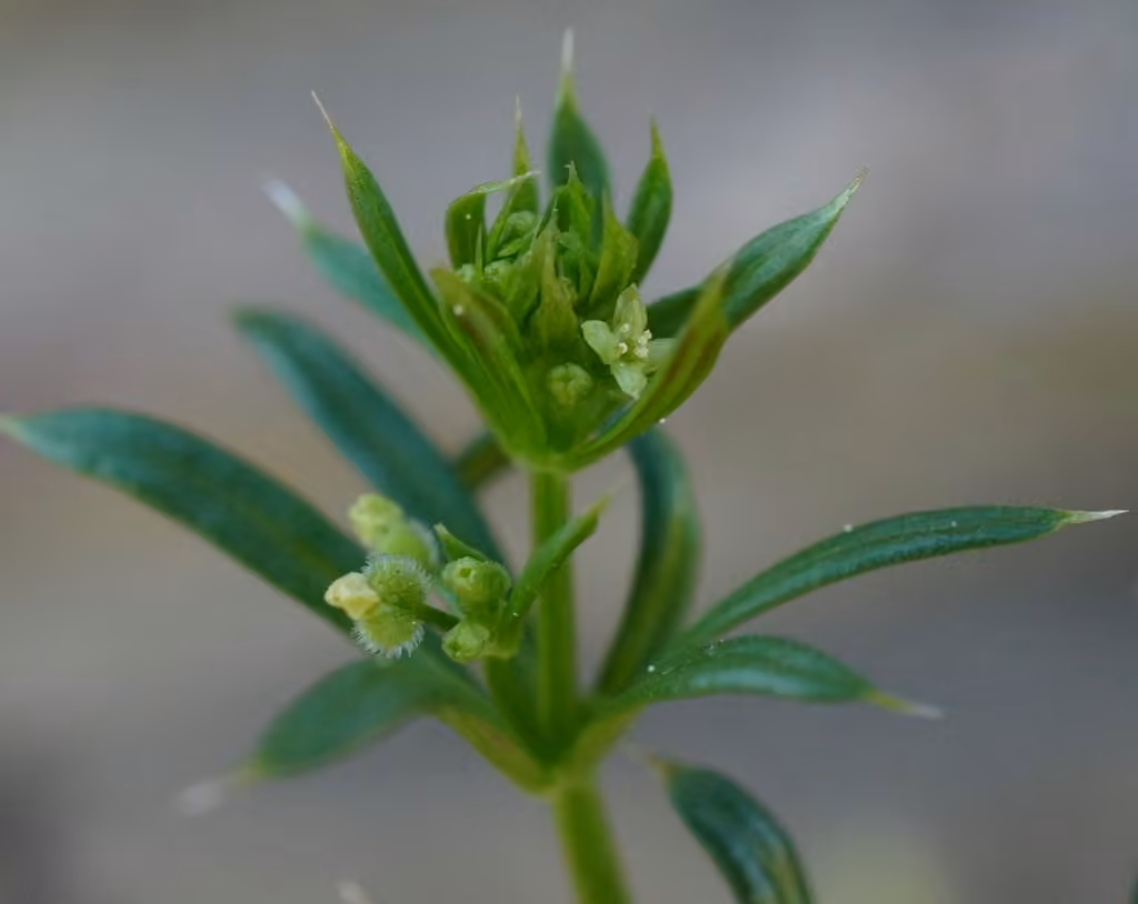 Marin County bedstraw, Flower buds