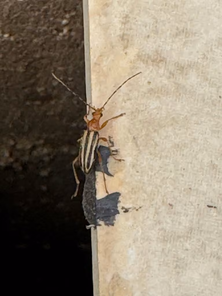Longicorne rayé, photo 3 sur 5