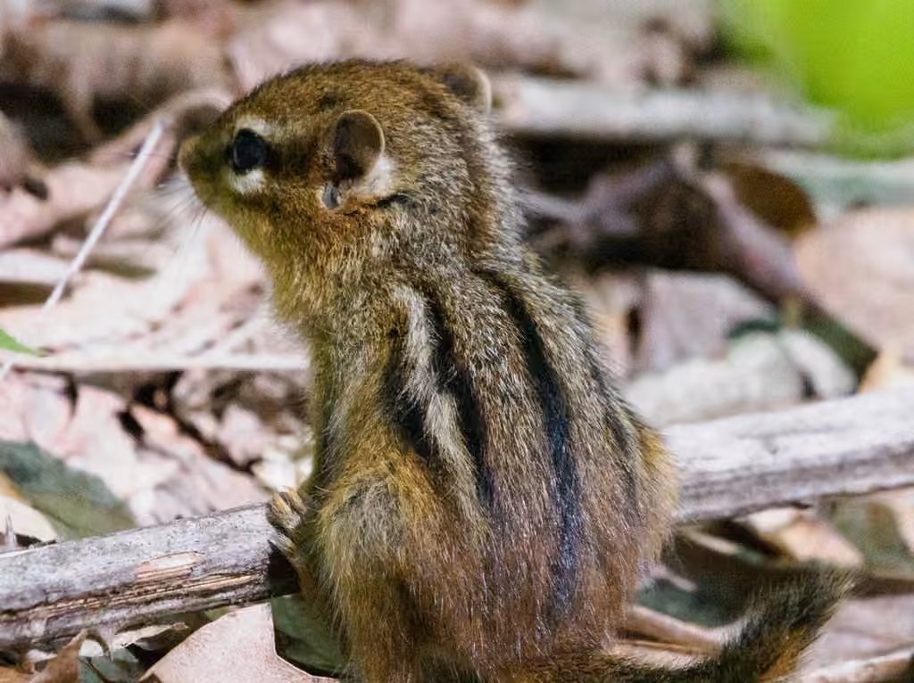 Eastern Chipmunk, Juvenile