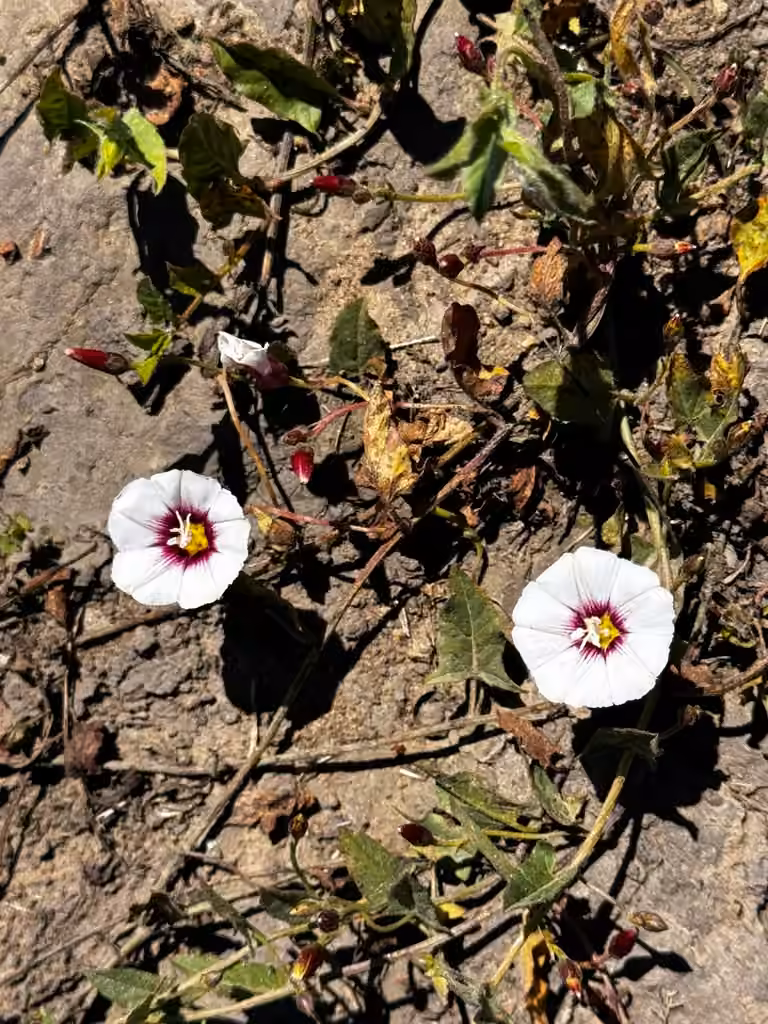 Patate douce, En fleurs