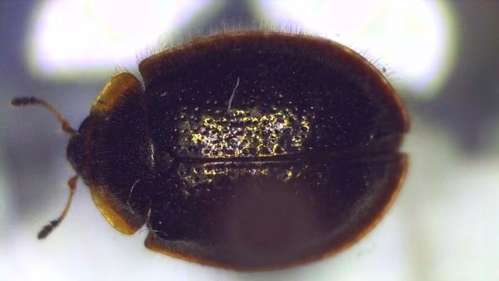Trogossite à thorax marginé