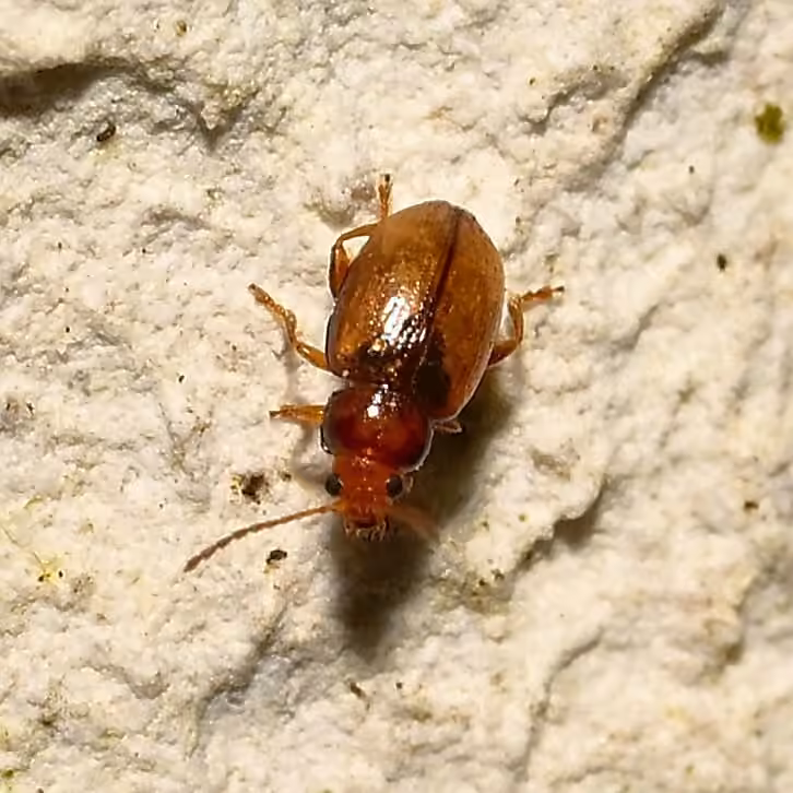 Chrysomèle brunie, photo 2 sur 5