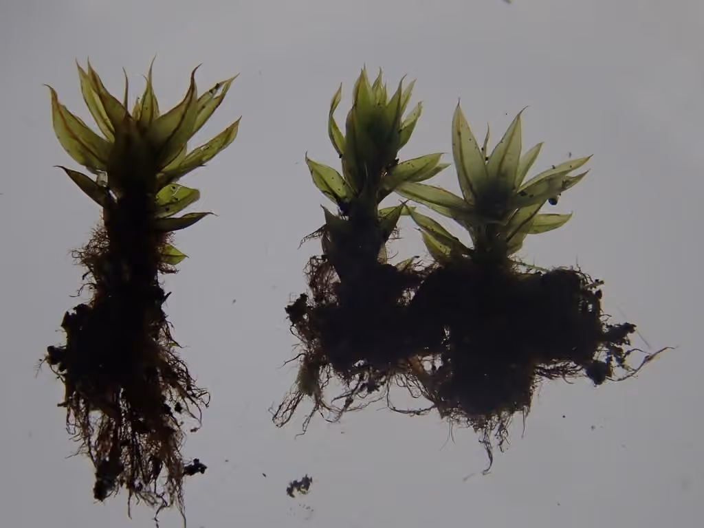 Bryum archange, photo 3 sur 4