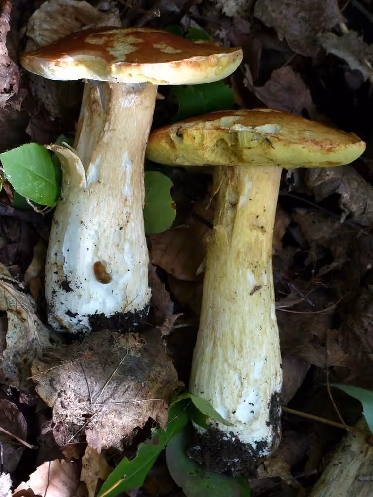 Cèpe d'Amérique, photo 3 sur 5