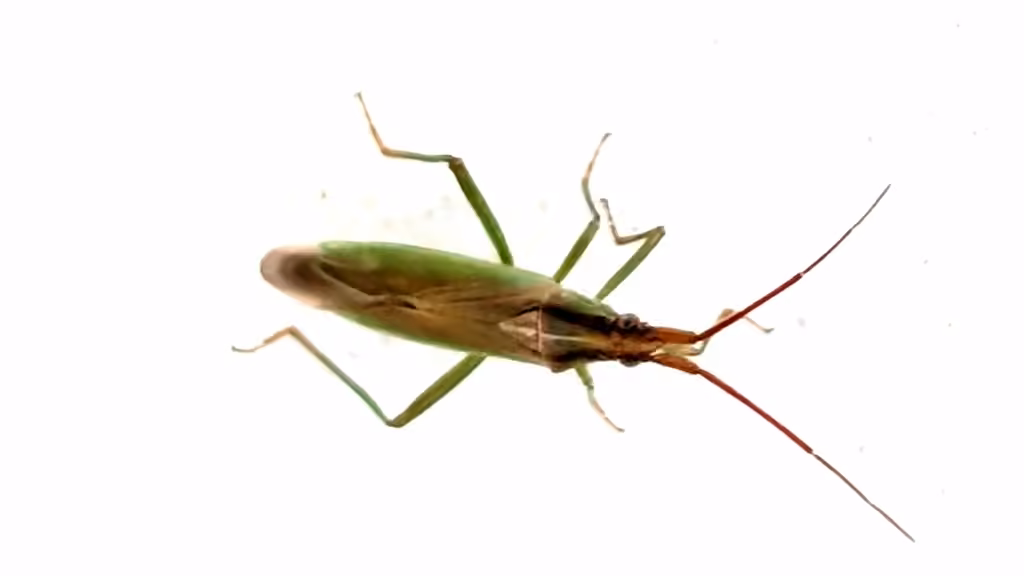 Stenodema vicinum, photo 1 sur 5
