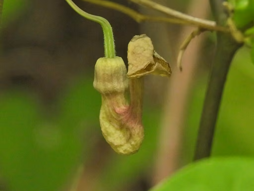 pipevine, In flower