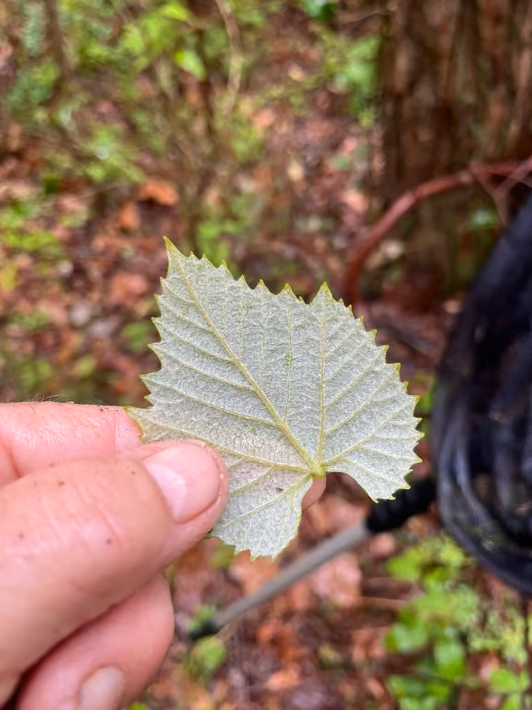Vigne lambruche, En boutons