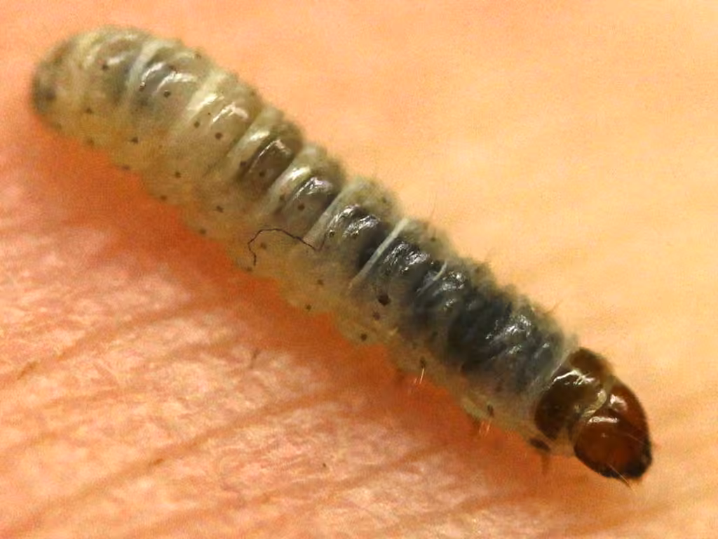 Blastobasie des glands, Chenille