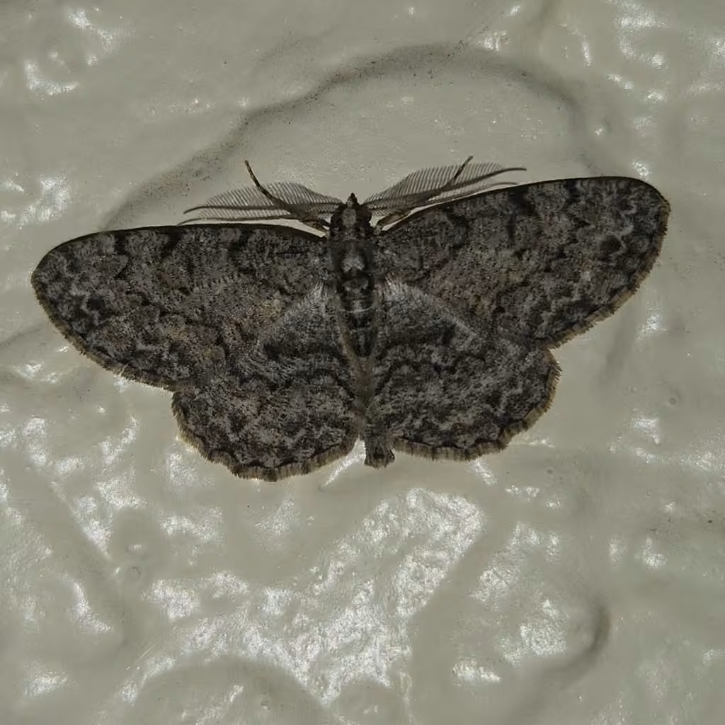 Porcelain Gray, Male