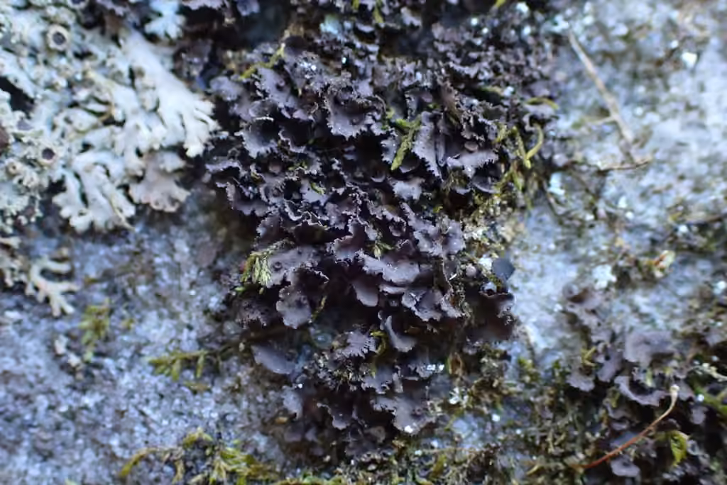 Finger-like Jelly Lichen, photo 3 of 5