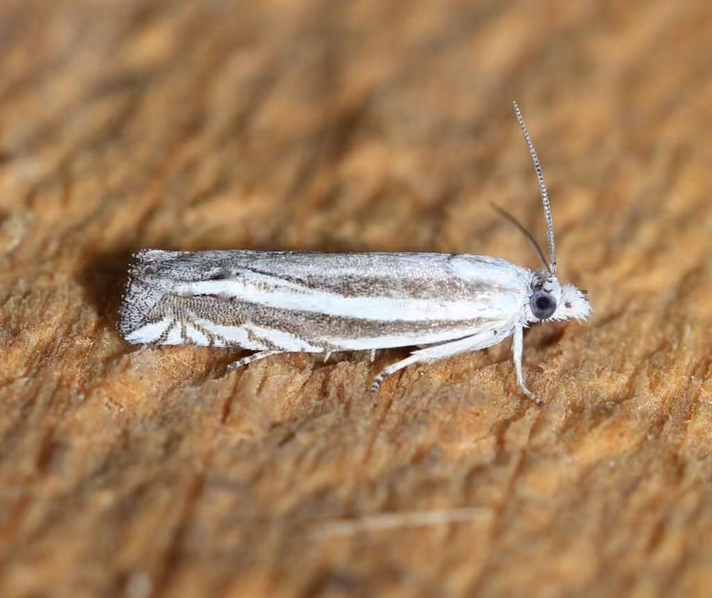Striated Eucosma Moth, photo 3 of 5