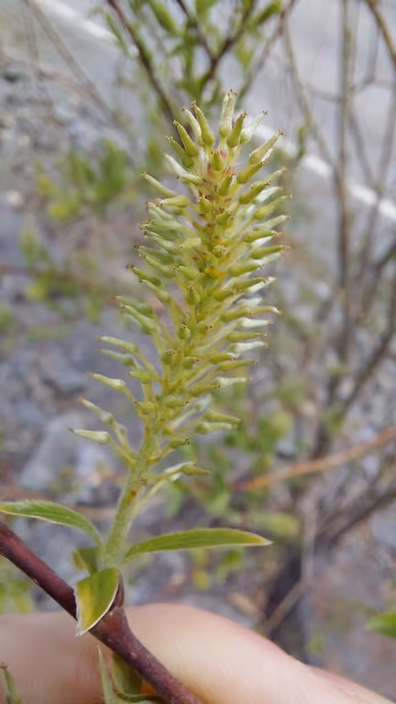 Bebb's willow, In fruit