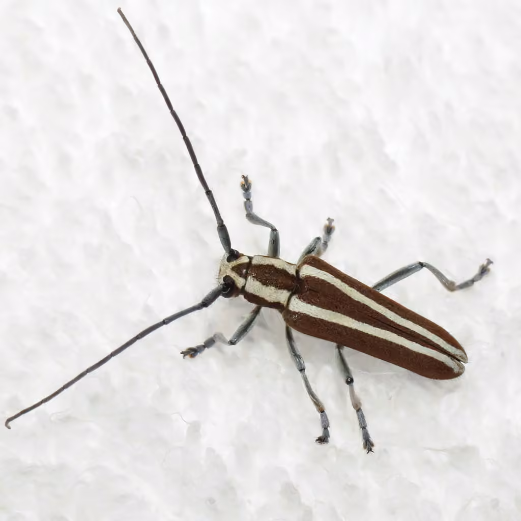 Round-headed Apple Tree Borer