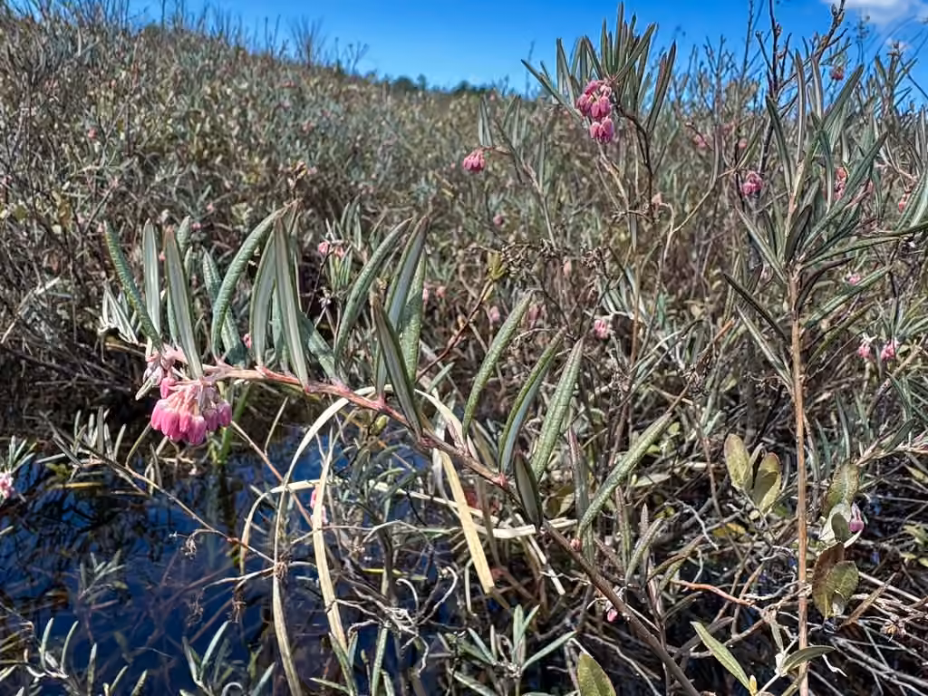Bog rosemary, Flower buds