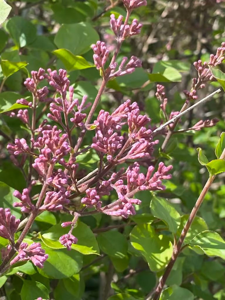 korean lilac, En boutons