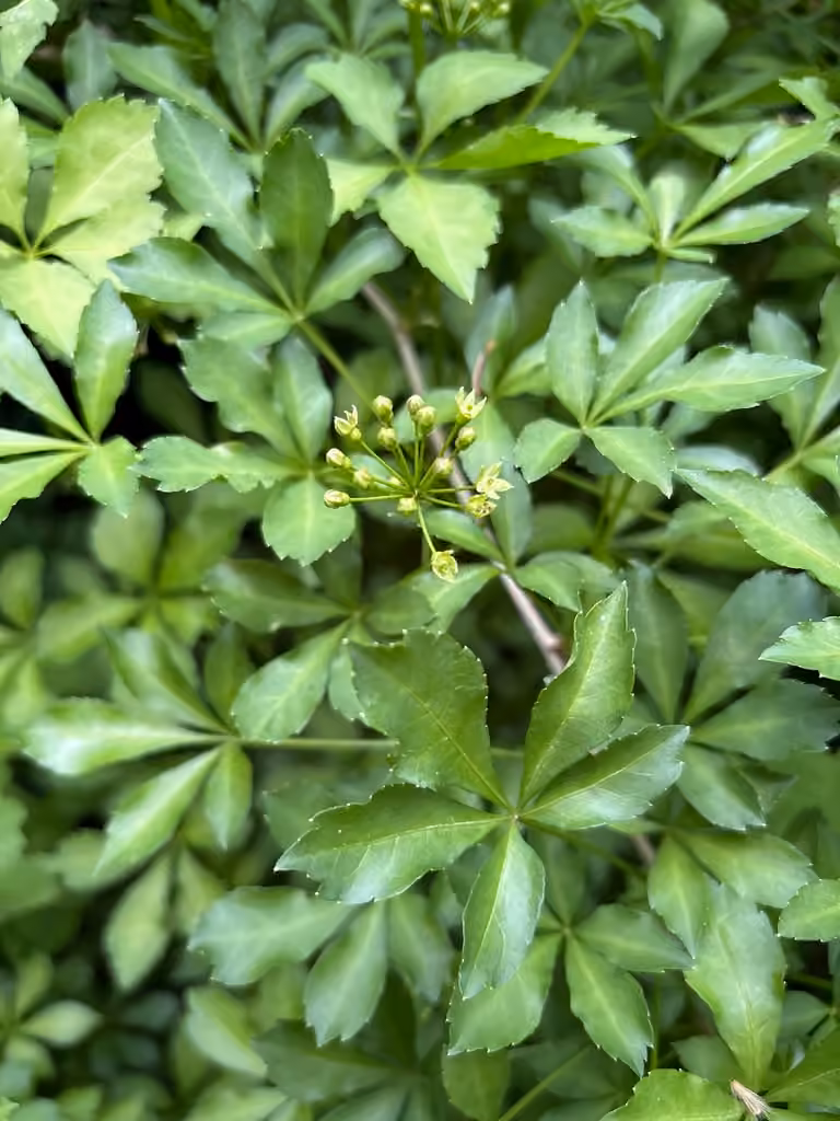 Éleuthérocoque à cinq folioles, En fleurs