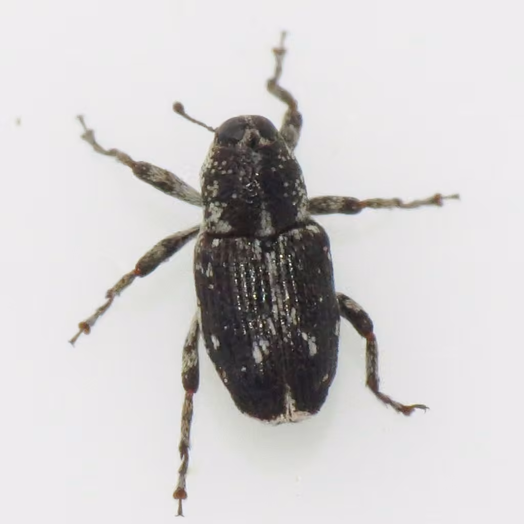 Ragweed Stem Weevil, photo 1 of 5