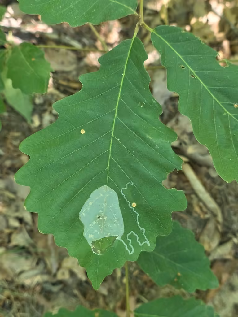 Cryptolectica strigosa, Leaf mine