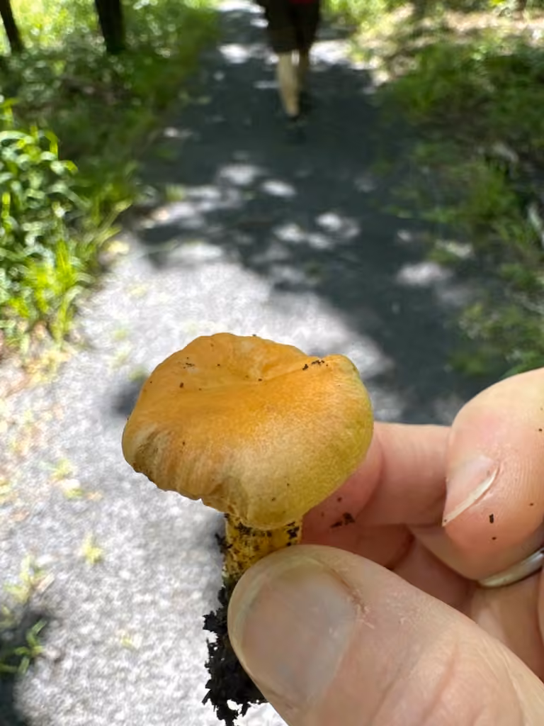 Smooth Chanterelle, photo 3 of 5