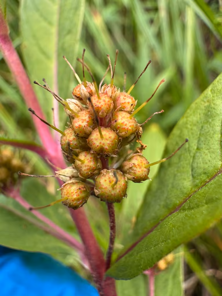 Lysimaque thyrsiflore, En fruits