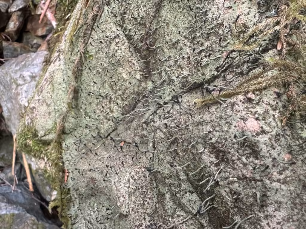 tapered matchstick lichen, photo 2 of 5
