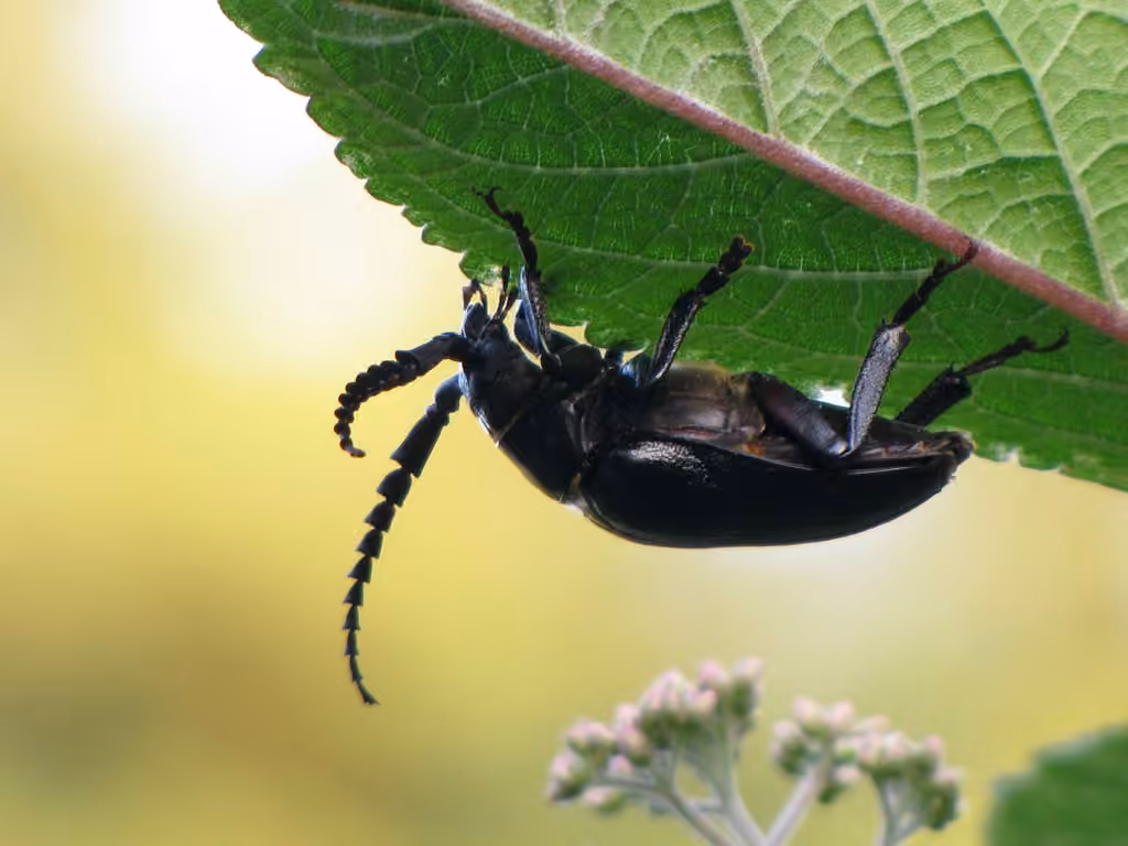 Longicorne à thorax large, photo 3 sur 5