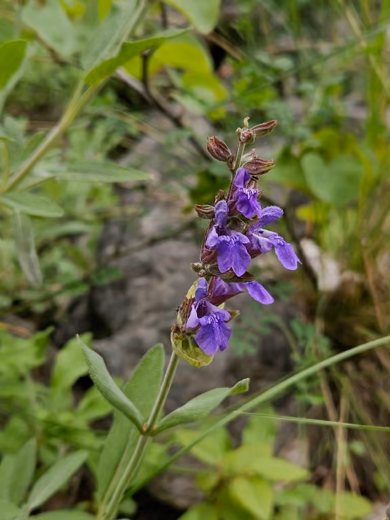Sauge officinale, En fleurs