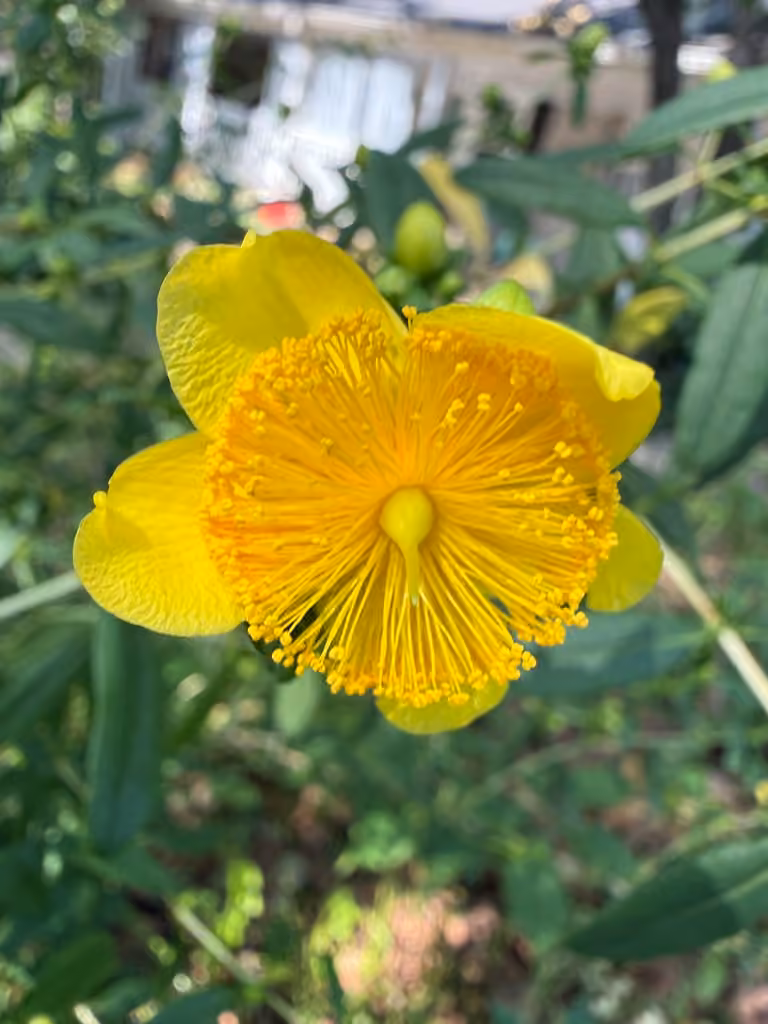 Shrubby St. Johnswort, In flower