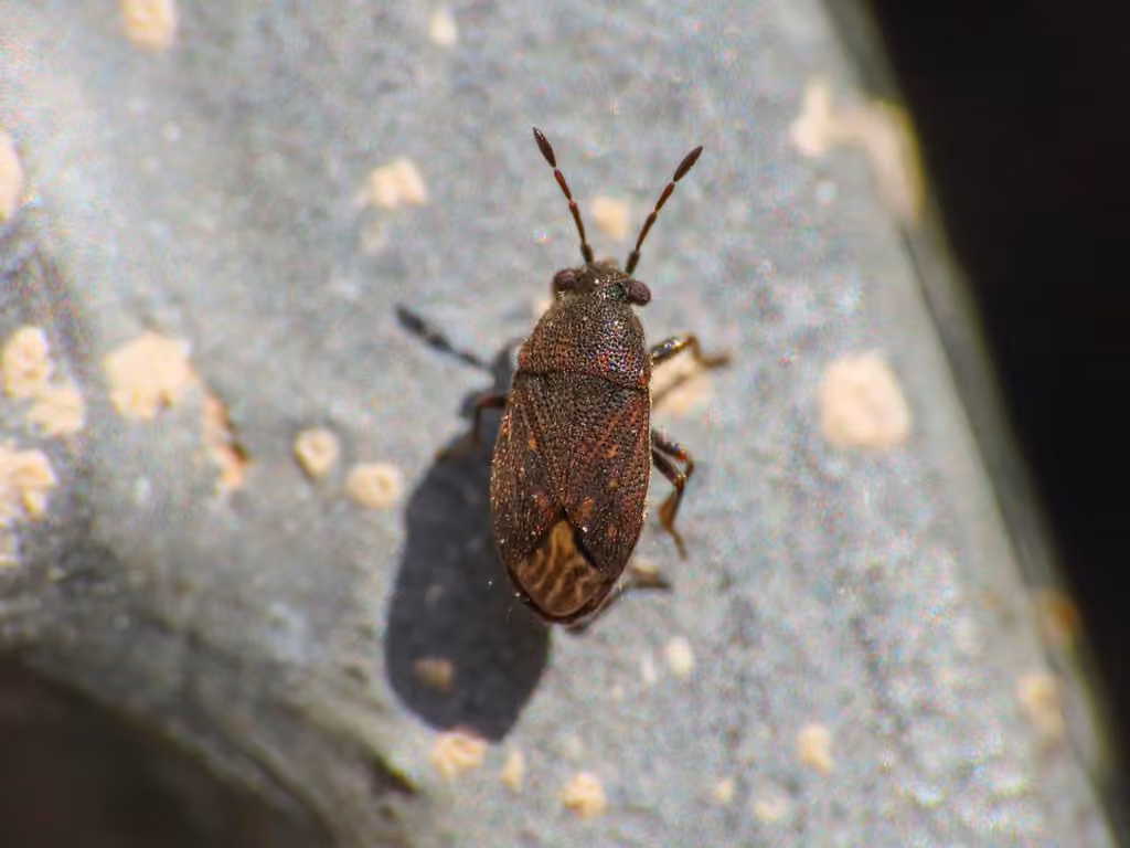 hairy groundbug, photo 1 of 5