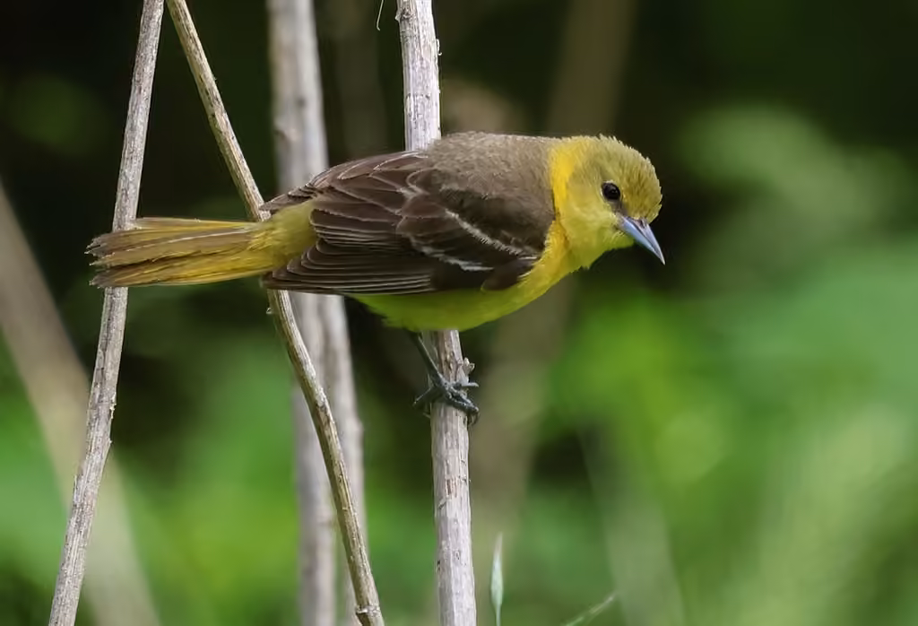 Oriole des vergers, Femelle