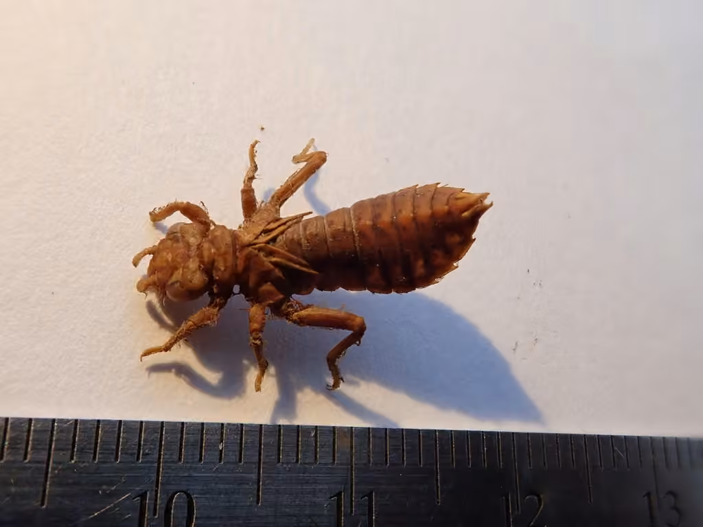 Ophiogomphe Bariolé, Nymphe