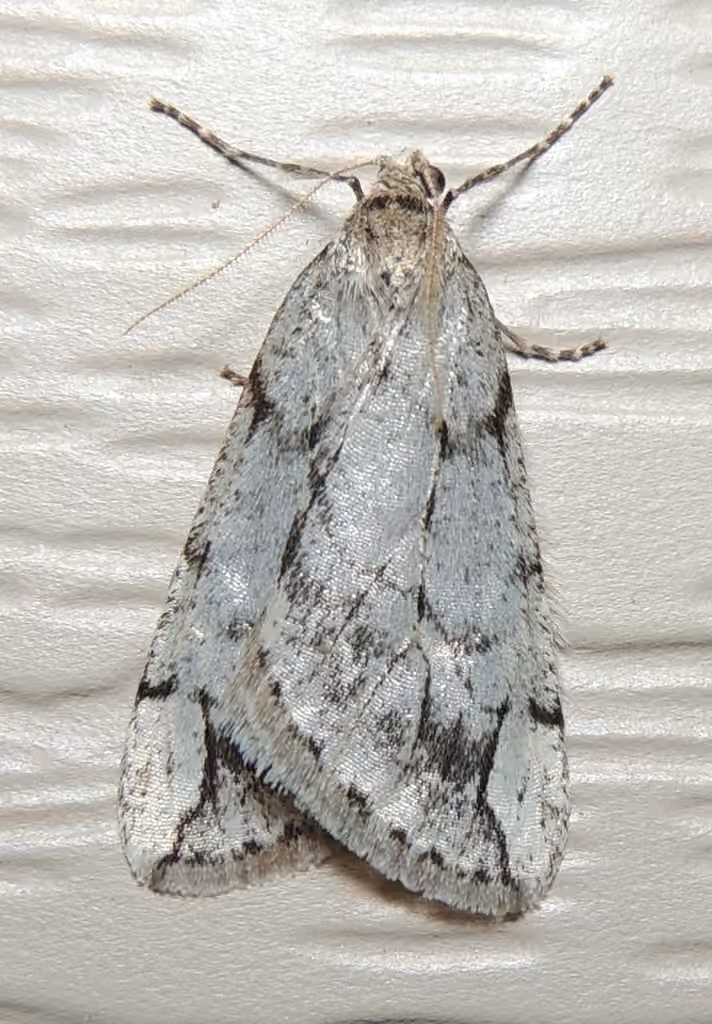 Spring Cankerworm Moth, photo 1 of 5