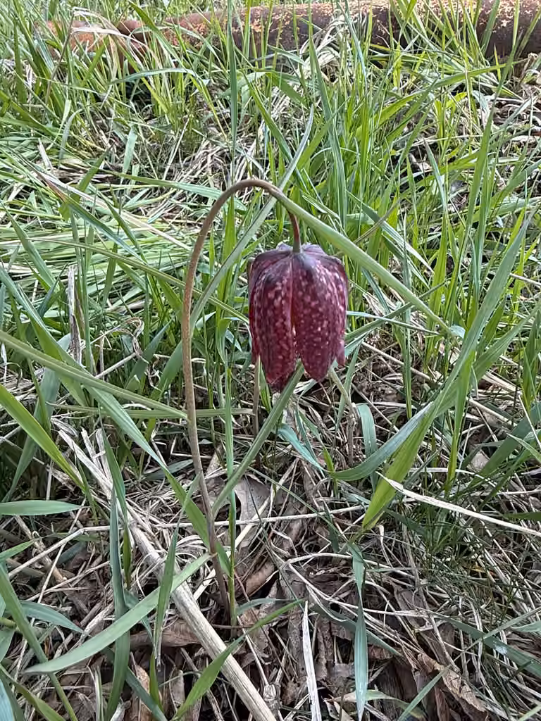 Chequered lily, In flower