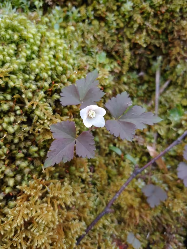 Wood Anemone