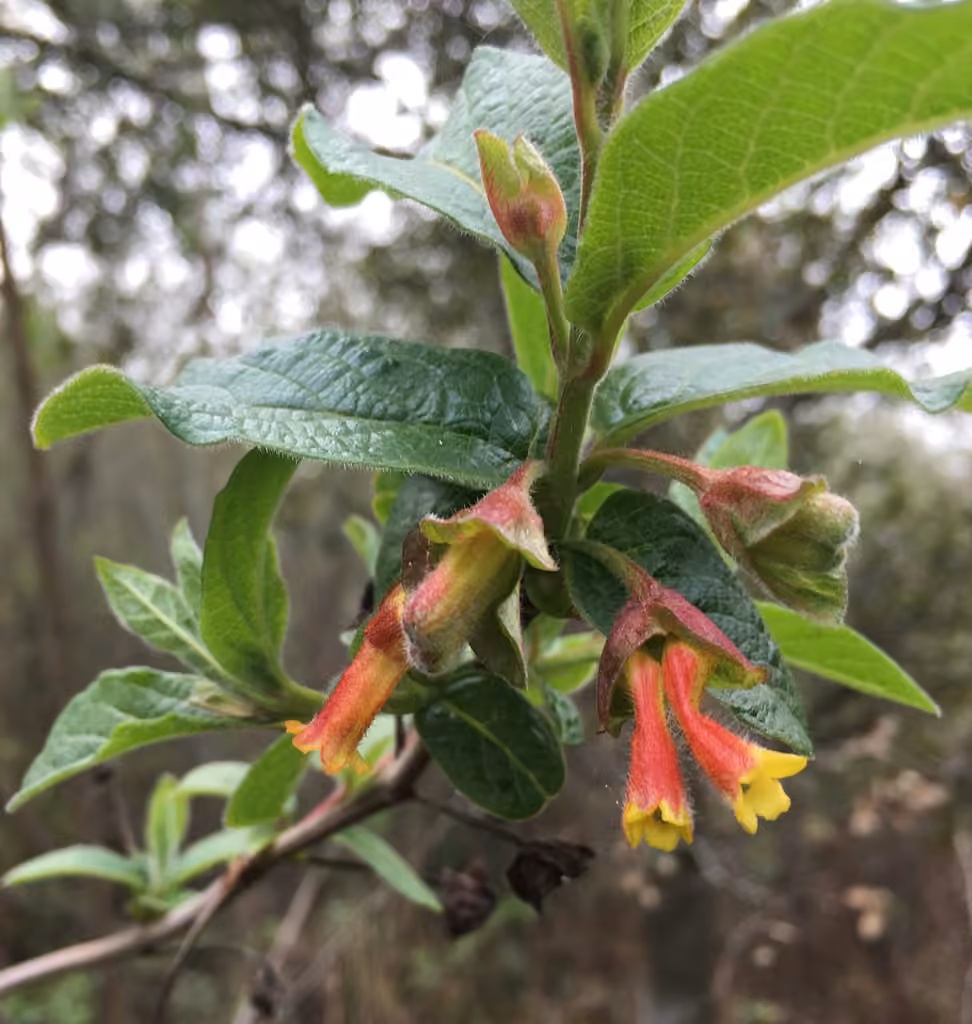 Bearberry honeysuckle, In flower