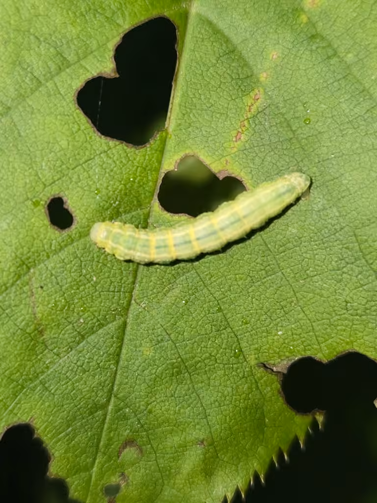 Arpenteuse tardive, Chenille