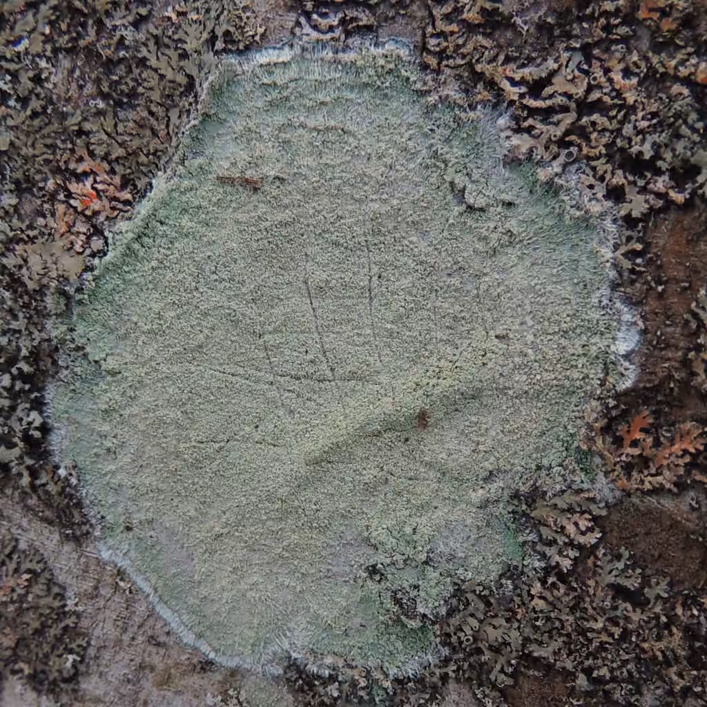 Mapledust Lichen