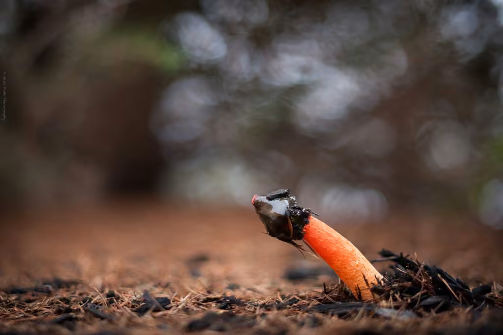 Wrinkly Stinkhorn, photo 3 sur 5