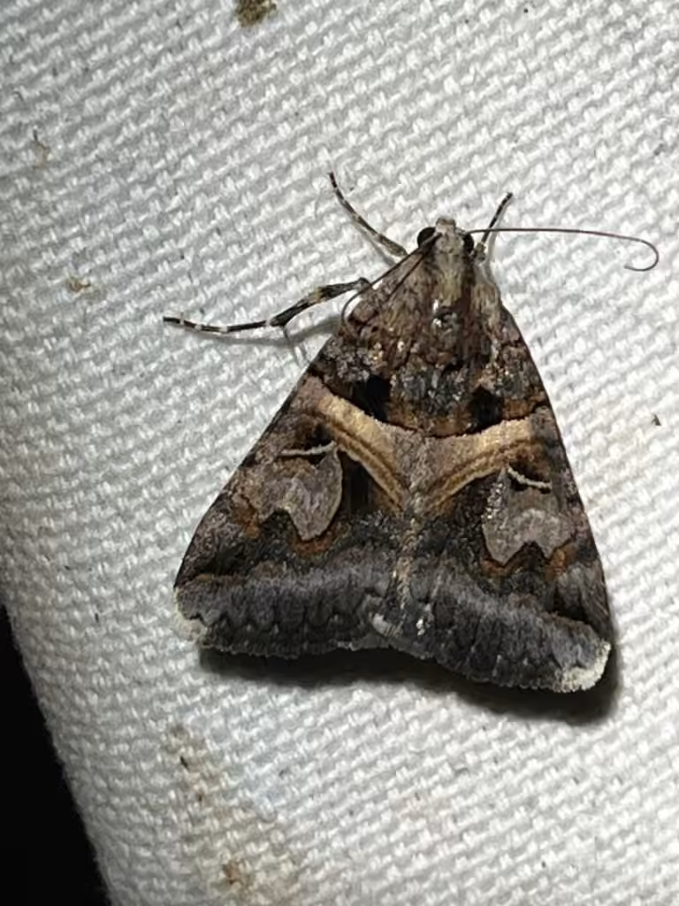 Figure-seven Moth, Adult