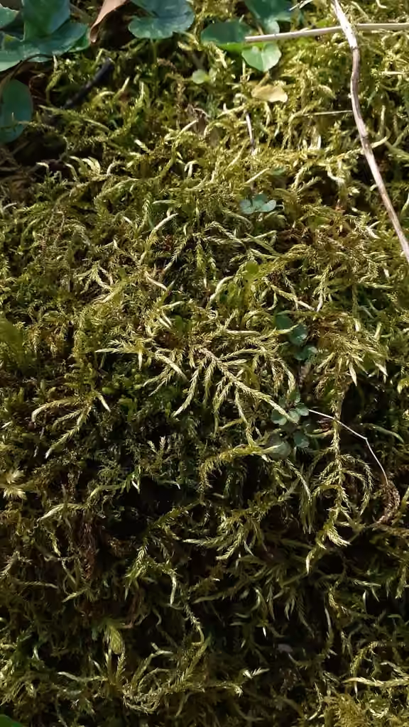 Hair-pointed Feather-moss, photo 3 of 5