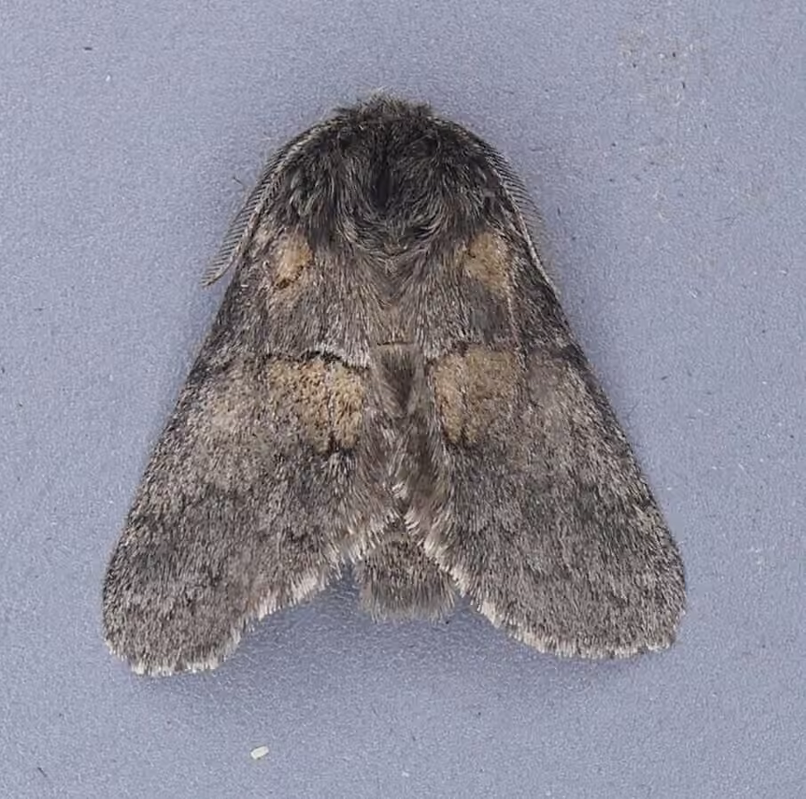 Common Gluphisia Moth, Male