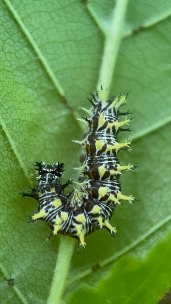 Polygone virgule, Chenille