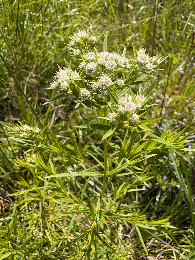 Pycnanthème à feuilles étroites, En fleurs