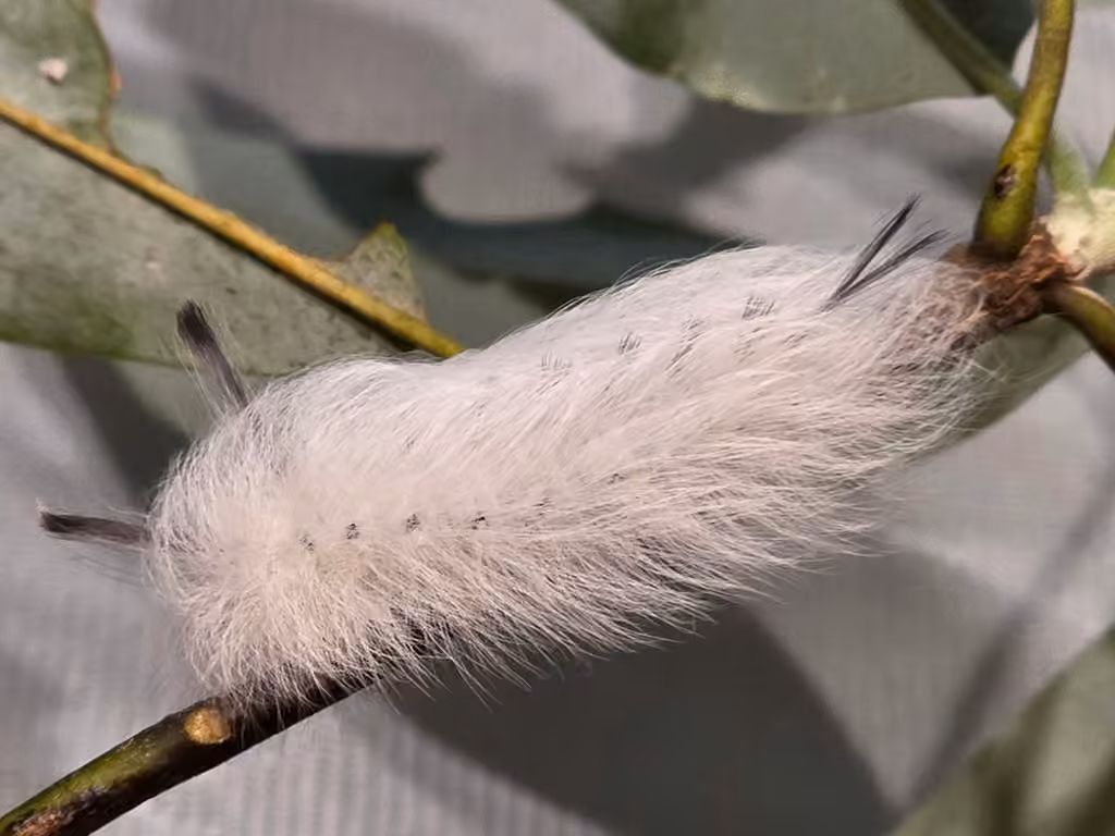 Spotted Apatelodes Moth, Chenille