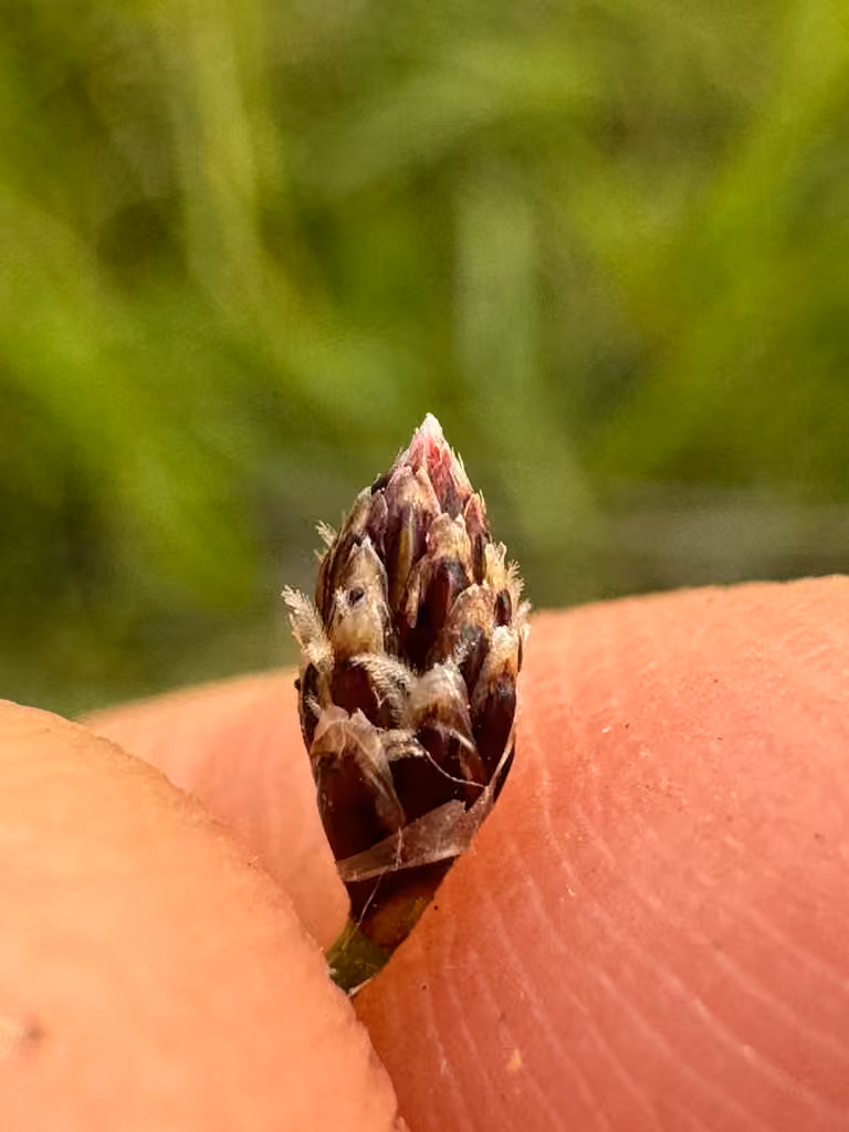 Éléocharide elliptique, photo 3 sur 5