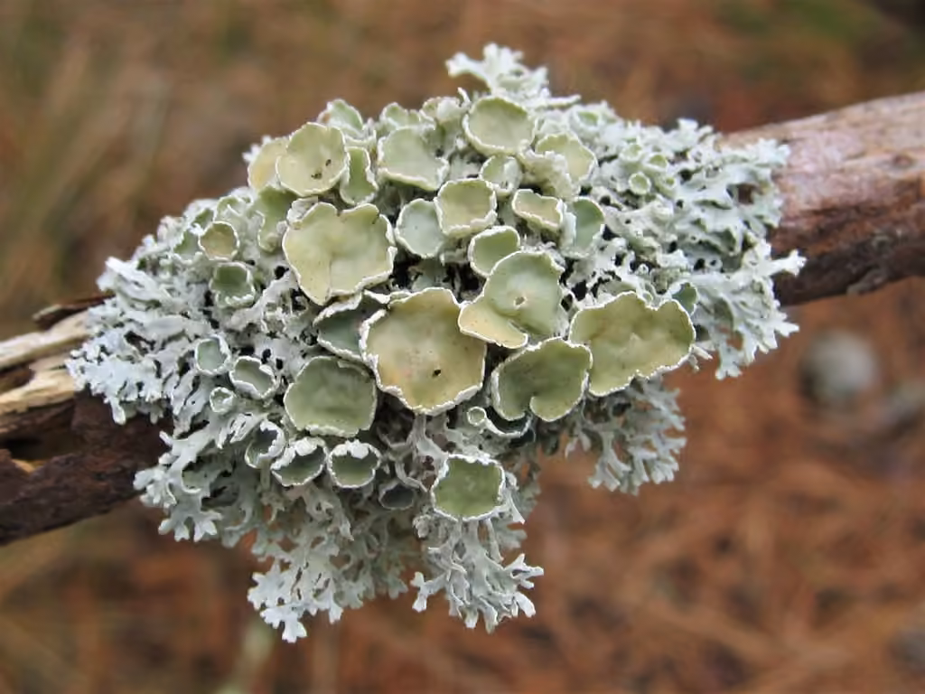 American Starburst Lichen, photo 3 of 5