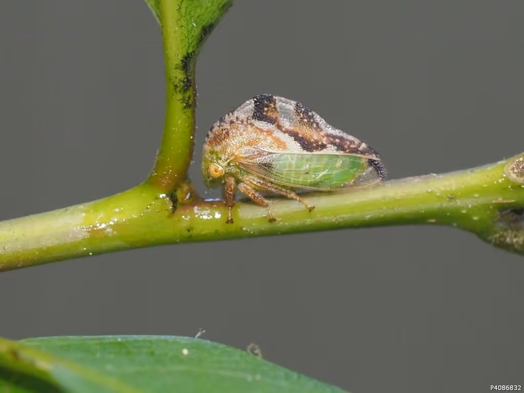 Cyrtolobus fenestratus, Femelle