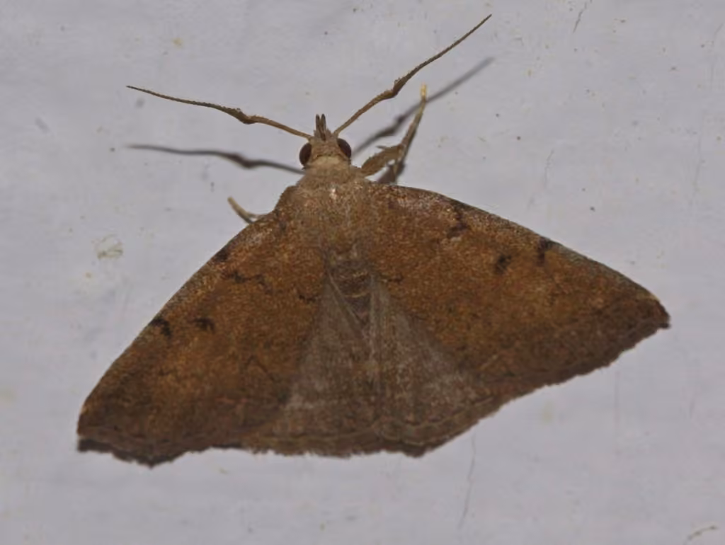 Complex Fan-foot, Adult